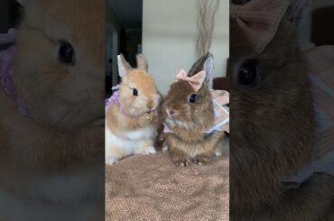 GOTTA STAY CLEAN #mybunny #petrabbit #bunny #mycuterabbit #petbunny #cute #cuteanimal #pets