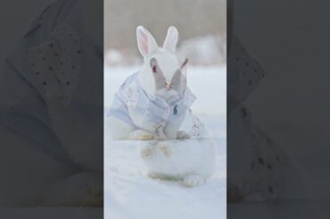 Cute Rabbit Expression