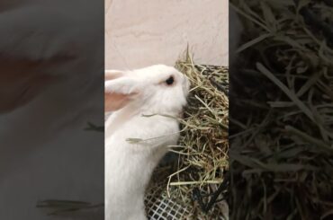 APT: Bunny version #bunny #pets #cute #rabbit