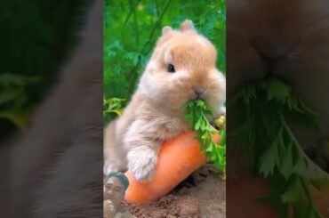 This bunny loves carrot #cute #mycuterabbit #rabbit #mybunny #bunny #pets #cutebunny