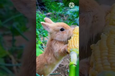 flawless eat cute rabbit #animals #rabbit #pets