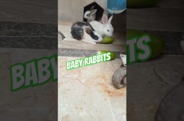 cute Baby Rabbits #animals