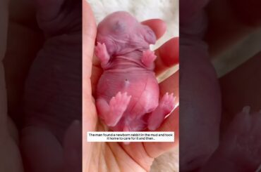 The man found a newborn rabbit in the mud and took it home to care for it and then