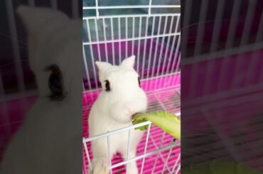 #rabbit #cutebaby #bunny #pets #cute #mycuterabbit