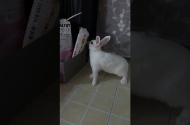 #cutebaby #rabbit #pets #cute #mycuterabbit