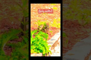 Baby rabbit at my yard #rabbit #babyrabbit #bunny #cottontail