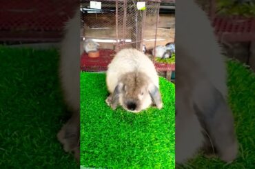 Rabbit#CuteRabbit#FunnyBunny#RabbitLover#BunnyLife#FluffyRabbit#RabbitVideo#PetRabbit#RabbitMoments