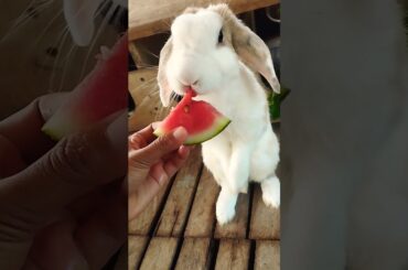 #cute #rabbit #bunny #pets #animals #kelincikreatif #cuteanimal #kelinciberanak #pet #cutepet