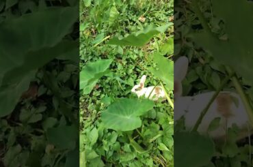 #cute #rabbit #shorts #animals #pets #animalshorts #shortvideo