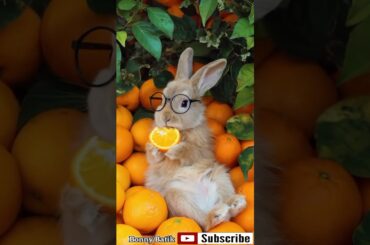 Cute Rabbit Eating Fresh Oranges That Have Just Been Harvested, Very Excited! #cute #rabbit