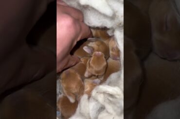 Have you ever seen such a small rabbit? Cute cute rabbit. Cute pet debut plan