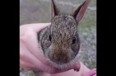 Baby Bunny, 2025 #bunny #rabbit #babyanimals #funny #cute #nature #wildlife #babybunny