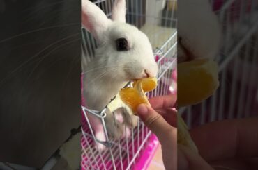 #rabbit #cutebaby #bunny #mycuterabbit #pets #cute #animals #food #cuteanimals #funny