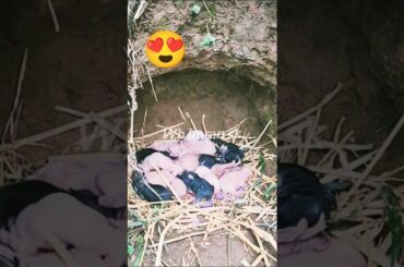 My cute rabbit today giving birth new video #rabbit #cute #mycuterabbit #viralshort
