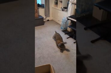 Flemish Giant Rabbit Always Misbehaving