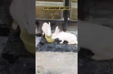 rabbit available,SFA Aquarium Varthur #video #rabbit #cute #rabbit #animalworld #animal #shortvideo