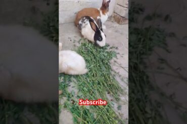 cute rabbit #shortvideo #viralvideo #animals