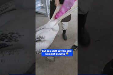 Greedy Pelican Gulps Down Five Baby Rabbits