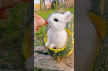 This bunny loves grapes #rabbit #mycuterabbit #cutebunny #cute #pets #cuterabbit