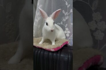 #rabbit #cutebaby #mycuterabbit #cute #bunny #animals