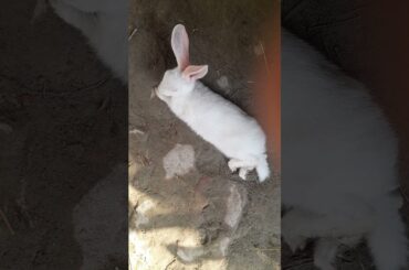 Baby Rabbit is resting in hot whether #rabbit #animalshorts #bunny #cute #babybunny #rabbitsbaby
