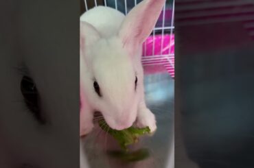 #cutebaby #rabbit #pets #bunny #mycuterabbit #cute