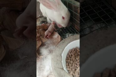Cute baby rabbit poops while sucking #piano #pet #bunny #animal #animalshorts #funny #cute #mom