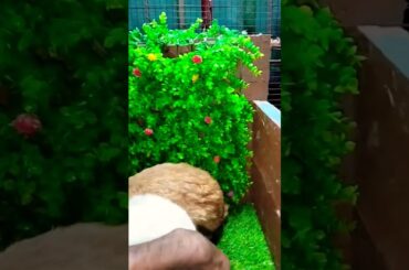 Rabbit#CuteRabbit#FunnyBunny#RabbitLover#BunnyLife#FluffyRabbit#RabbitVideo#PetRabbit#RabbitMoments