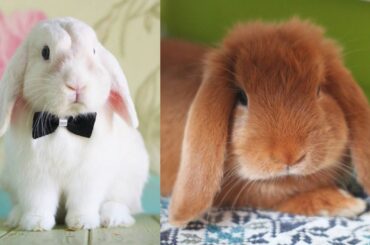 Bunnies being cute - Funny and Cute Baby Bunny Rabbit - Cute Baby animals