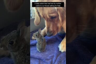 After losing its mother, the baby rabbit came to our house asking for help #shorts