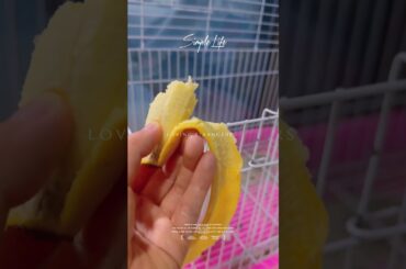 #rabbit #cutebaby #mycuterabbit #pets #cute #bunny