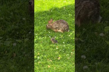 Tiny Baby Bunny || ViralHog