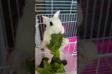 #cutebaby #rabbit #pets #bunny #mycuterabbit #cute