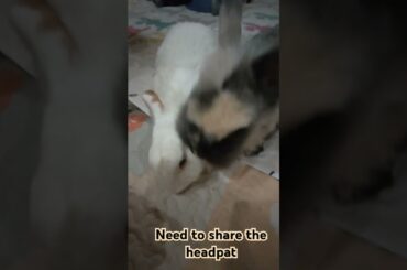 Bunny also will jealous #cute #bunny #petrabbit #jealousy