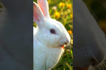 Rabbit #rabbit #rabbits #cute #rabbitrescue