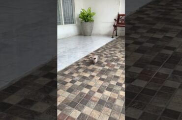 THE TINIEST TROUBLEMAKER EVER #mybunny #petrabbit #bunny #mycuterabbit #petbunny #cute #cuteanimal