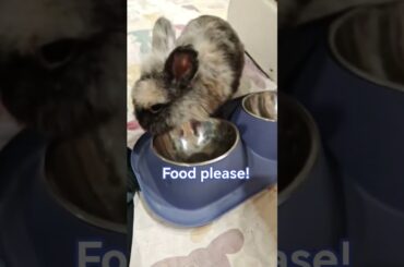 Always not enough food #cute #rabbit #petcare #bunny