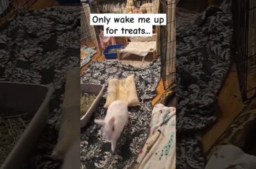 Wake up for treats #bunny #rabbit #pets #mycuterabbit #petbunny #cute