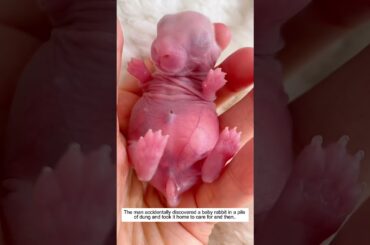 The man accidentally discovered a baby rabbit in a pile of dung and took it home to care for