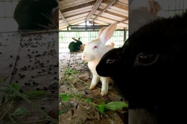RABBITS are VERY CUTE #rabbit #rabbits #shorts #short #youtubeshorts #budgiestips