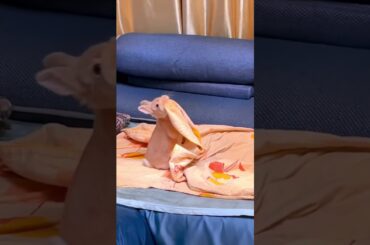 Cute Rabbits Funny Moments #rabbit #bunny #pets #animals #petcare #petvideos #fyp #shorts