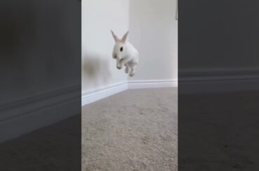 Take you to see the bunny jumping in slow motion #shorts #rabbits