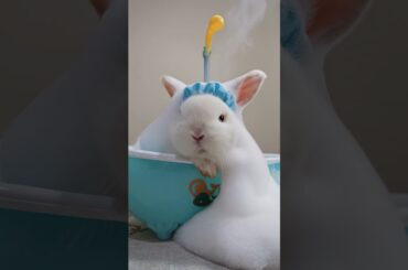 Baby bunny #animals #bunny #bunnystory #rabbit #rabbitlifestyle #netherlanddwarf #cute #babyanimals