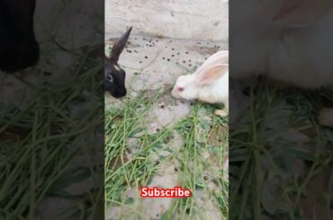 cute rabbit #shortvideo #viralvideo #animals