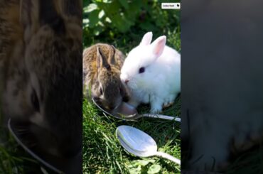Cute baby Bunny's #bunny #rabbit  #birds #shortsfeed #cute #blossom #shorts #viralvideo #cat #ai