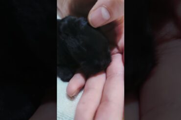 Just A Cute Baby Bunny