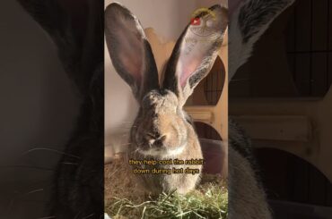 Fascinating Facts About Rabbits You Probably Didn’t Know! #facts