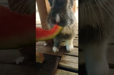 #rabbit #cute #bunny #pets #animals #cuteanimal #pet #cutepet #shortvideo #everyone