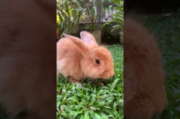 she's so cute brown rabbit.#bunny #rabbit #cute #mycuterabbit #cutebunny #pets #mybunny #mammal