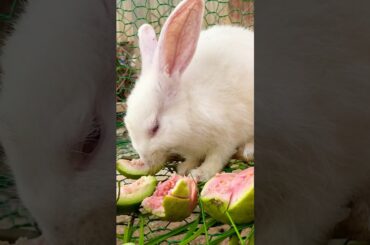 Cute Rabbit eat #cute #yummy #rabbit #rabbits #lovely #love #shortvideo #short #shorts #top #funny